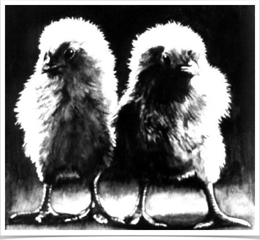 Chicks
Exercise in 
Monochromatic Watercolor