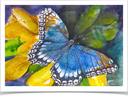 Limenitis
Watercolor